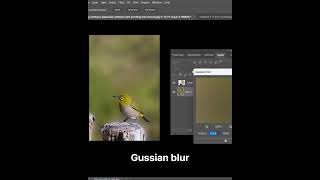 DSLR Blur Image #beginnerfriendly #photoshop #adobephotoshoptutorial