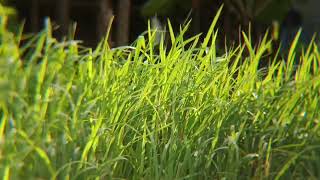 Keindahan Sederhana Rumput Ilalang di Bawah Kaki Gunung || Ilalang yang bergoyang