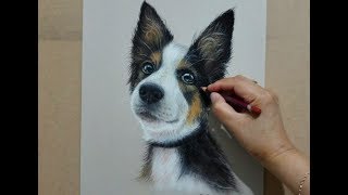 Super Cute Border Collie Drawing in Pastel -  Speed drawing - Dog portrait