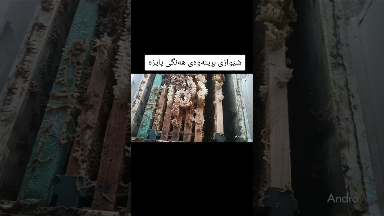 شێوازی بڕینەوەی هەنگی پایزه