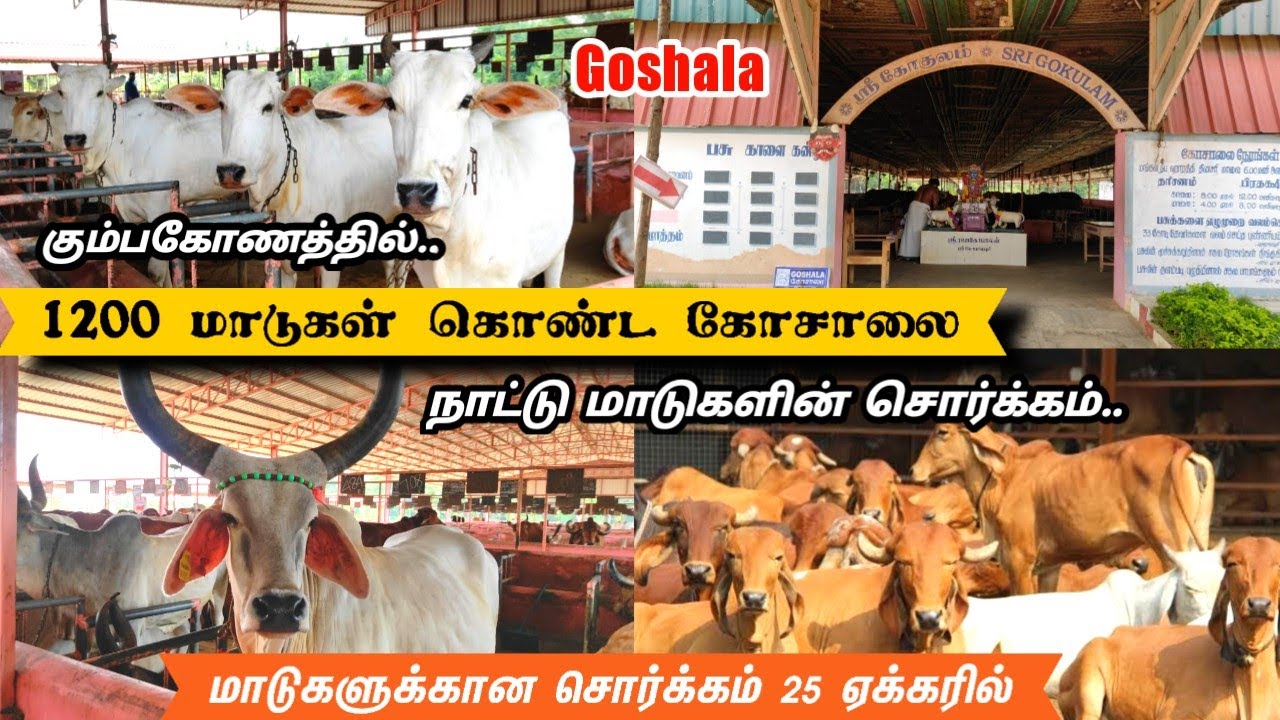 1200 மாடுகள் கொண்ட பெரிய கோசாலை|நாட்டு மாடுகளின் சொர்க்கம் 25 ஏக்கரில் #goshala  #கோசாலை #kumbakonam