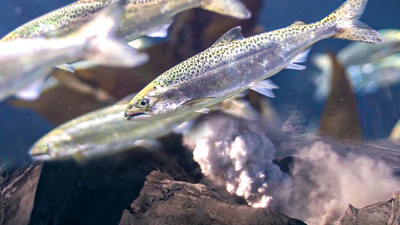 Лосось, из мертвых вод в родную реку