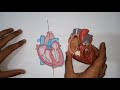 CVS 1 - Intro of circulation - dr nageeb 2020