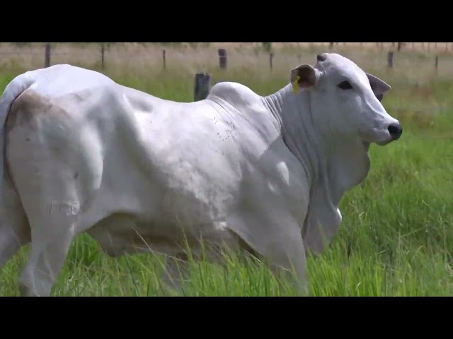 lote 52   trem 9266 mp4 1080p