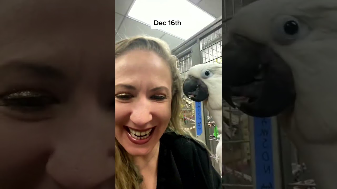 Bird Social Life – My Pet’s Daily Interactions!