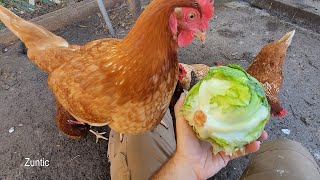 Chickens try lettuce. Will chickens eat lettuce? Chickens Chicks Eating Lettuce Greens Chard Their First Time