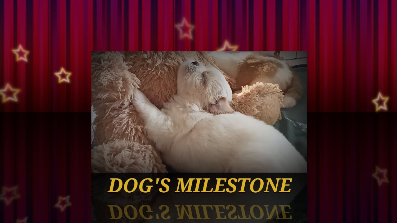 DOG'S MILESTONE
