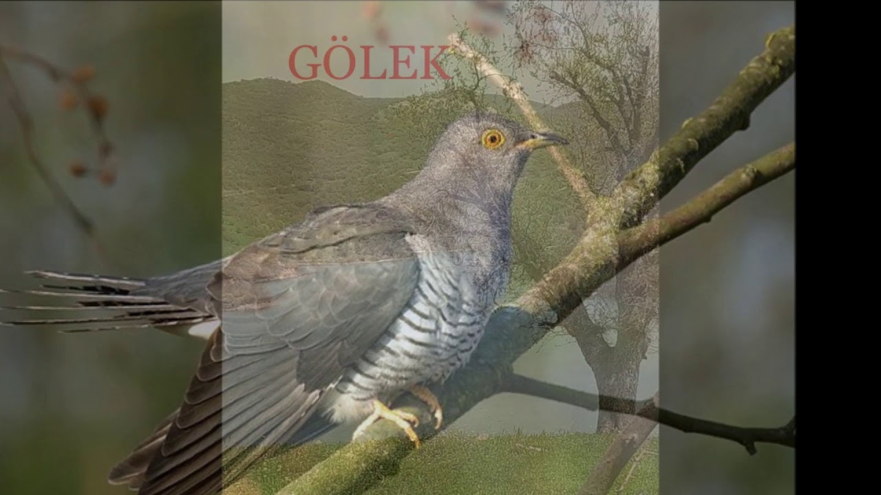 Sey Husenemin Golek Xaş Goleke