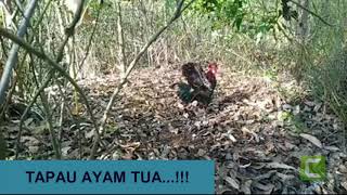 MIKAT AYAM HUTAN DI PAGI HARI....|| TAPAU AYAM HUTAN TUA(BUJANG PEMIKAT)