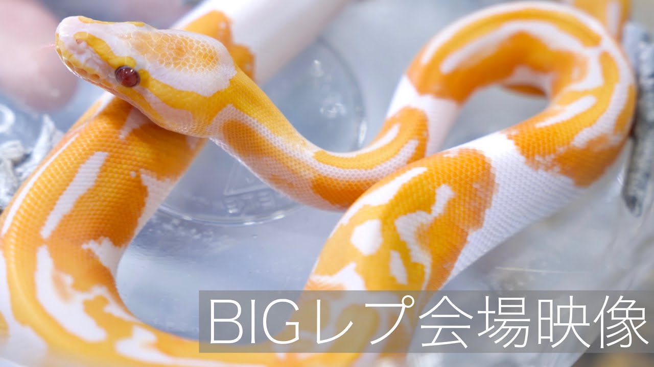 22'JRSin東京会場映像【BIGレプ】