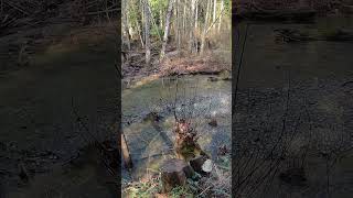 These rivers is for salmon swim upstream……
