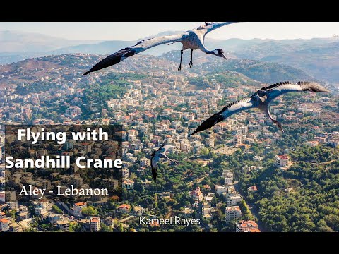 Flying With Sandhill Common Crane مع طائر الكركي الشائع جنبا الى جنب Lebanon Aley