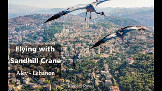 Flying with Sandhill Crane | مع طائر الكركي الشائع جنبا الى جنب | Lebanon - Aley