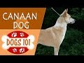 Dogs 101 - CANAAN - Top Dog Facts About the CANAAN