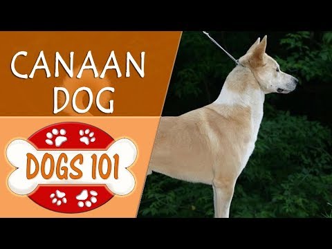 วีดีโอ: Canaan Dog Dog Breed Hypoallergenic สุขภาพและอายุขัย