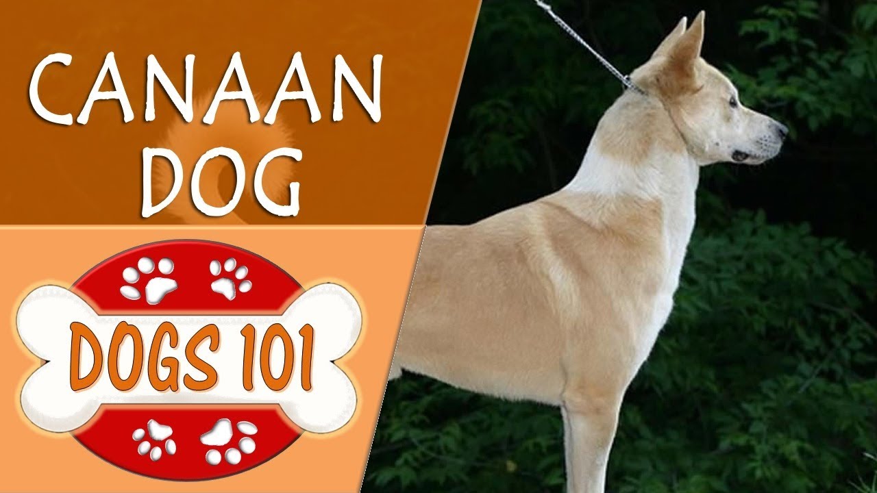 are canaan dogs good with other dogs