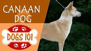 Brown Canaan Dog
