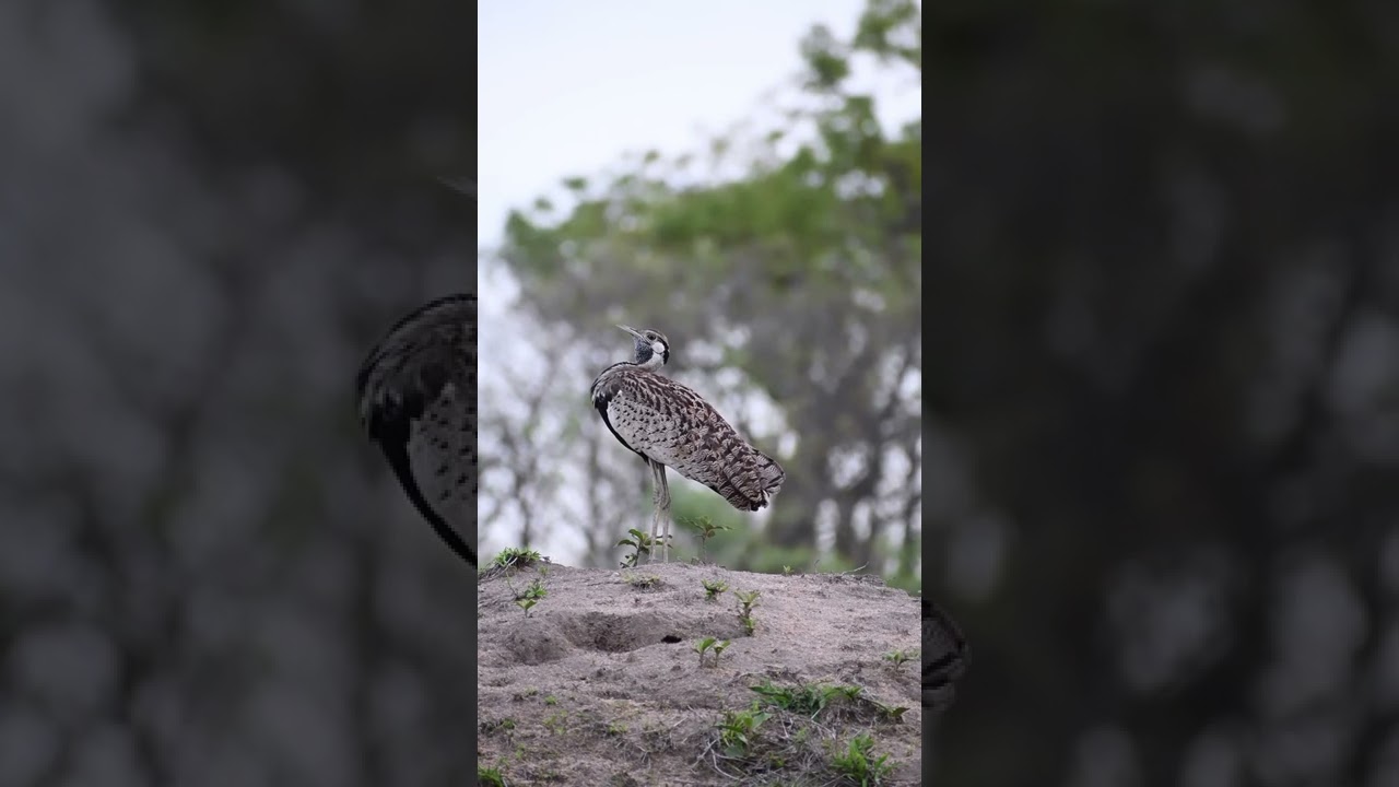 Hartlaubs Bustard Bird