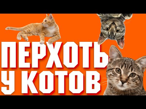Что делать если у кота перхоть? | Почему у кота появилась перхоть?