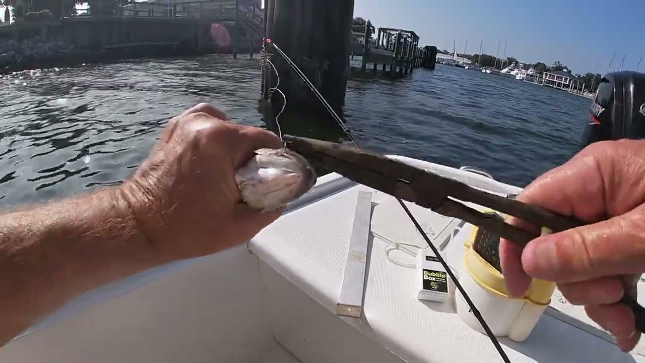 Target Species my first Mangrove Snapper