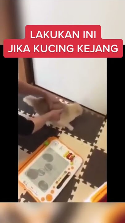pertolongan pertama yang bisa dilakukan saat kucing kejang
