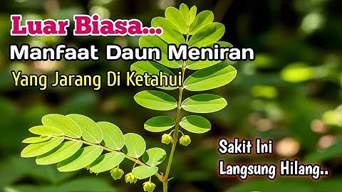 LUAR BIASA‼️Manfaat Daun Meniran Yang Jarang Di Ketahui 
