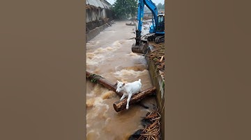The excavator driver is fighting the flood to save the calf! #rescue #animals #calf