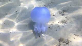 Tunesien 2023 - Qualle - jellyfish  3