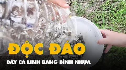 Độc đáo cách bẫy cá linh bằng bình nhựa ở miền Tây