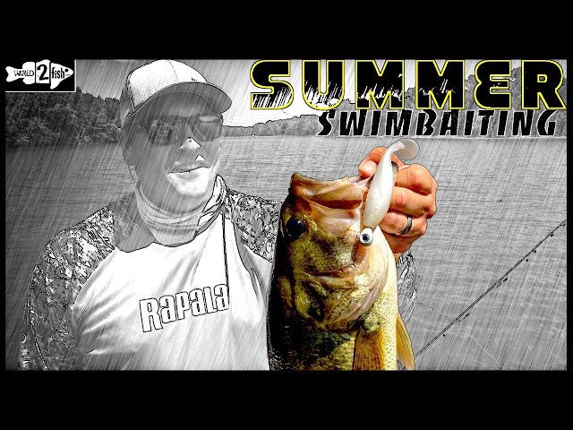 4 Tips for Paddle Tail Swimbait Fishing Summer Bass 