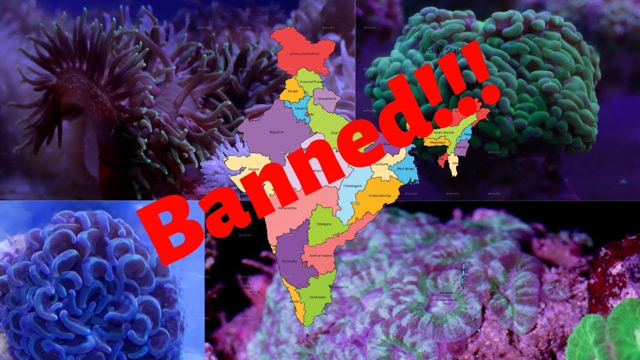 India's Stand on Live Corals for Aquarium YouTube