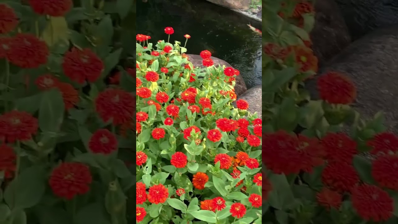 Sunworld Ha Long #42, Quang Ninh (Vietnam) 