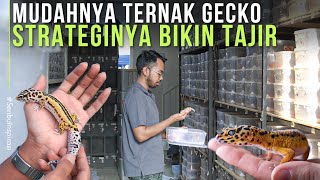 MEMILIH TERNAK GECKO DARI PADA KERJA KANTORAN , KINI JADI SUKSES PENJUALAN RATUSAN EKOR