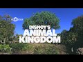 Animal Kingdom | Disney World #3