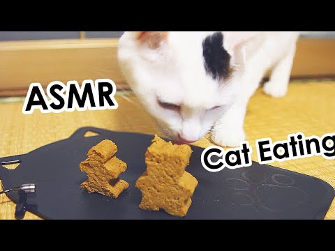 ASMR: Cat Eating  猫の咀嚼音　ドライフード