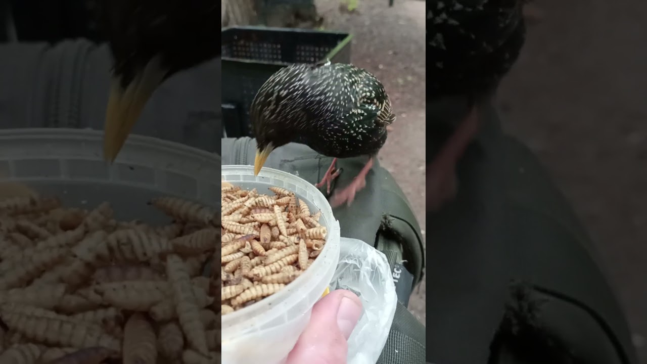Старый ролик со скворцом / An old video with a starling