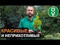 Хвойные растения для вашего сада!