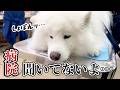 【病院】診察台の上で分かりやすくいじけるサモエドが可愛すぎました…
