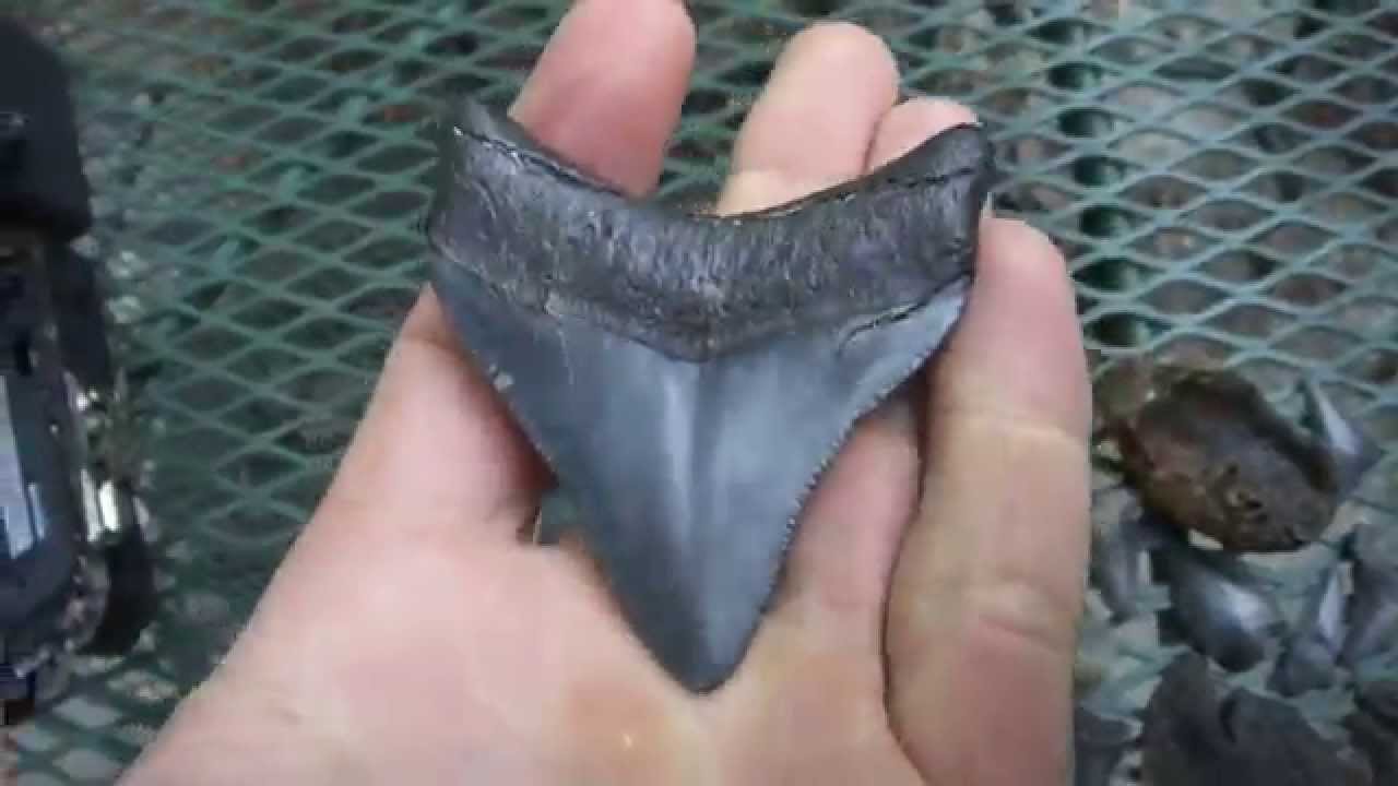 Megalodon Tooth Diving YouTube