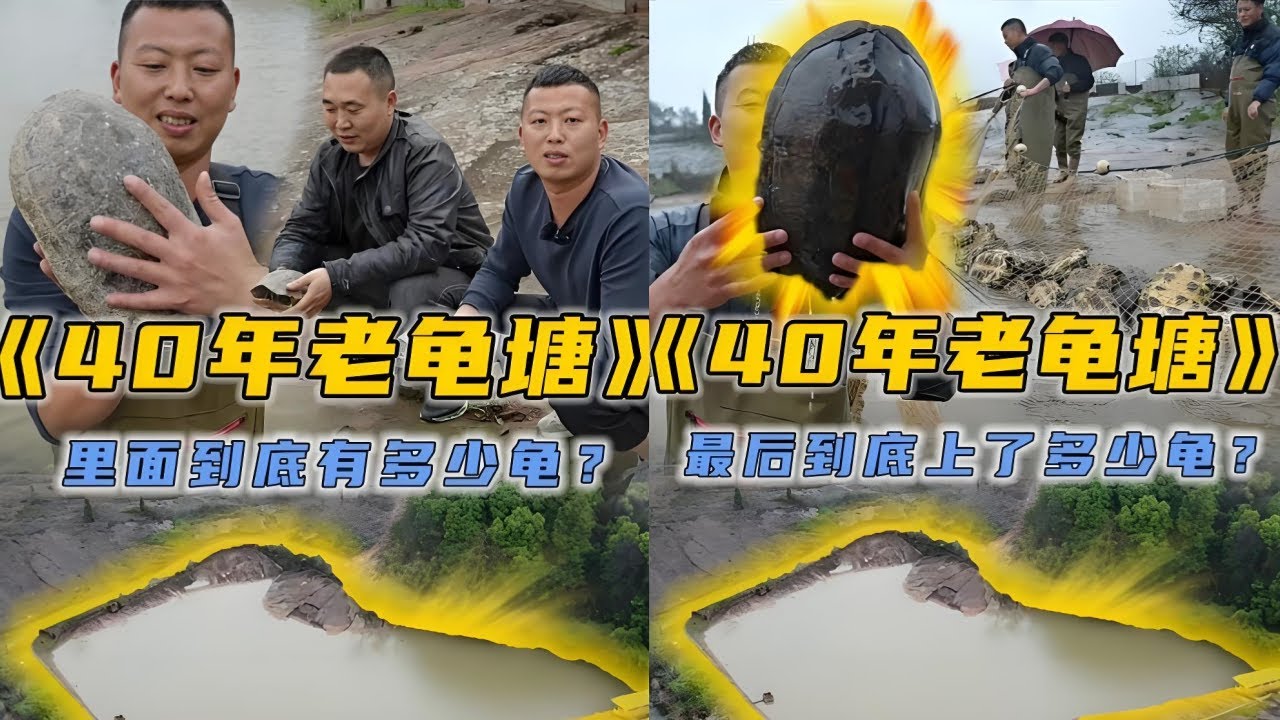 花60万包下40年的老龟塘，里面到底能上多少龟？｜花300元帮粉丝包鱼塘，里面到底能上多少货？｜花12元1斤包下小山塘，里面的鱼到底有多大？｜花1000元包下小姐姐家的鱼塘，看看里面有些什么货？