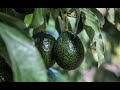 How to Grow Avocados | Mitre 10 Easy As Garden