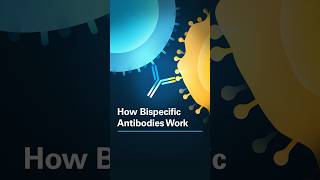 How Bispecific Antibodies Work