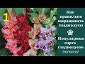 ❀ Как правильно выращивать гладиолусы | Популярные сорта гладиолусов (начало)