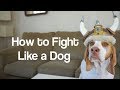 How to Fight Like a Dog with Cute Dogs Maymo &amp; Penny