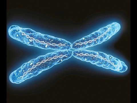 Vídeo: La Supresión Mediada Por CRISPR De Los Anclajes De Bucle CTCF Asociados Al Riesgo De Cáncer De Próstata Identifica Los Bucles De Cromatina Represivos