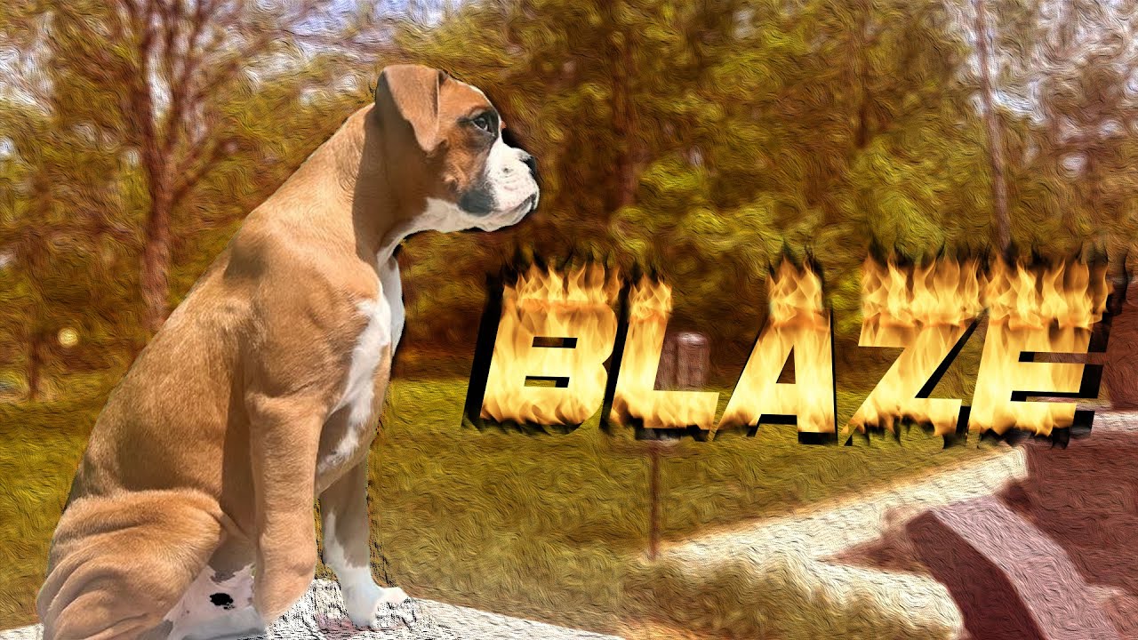 Meet My New Boxer Dog YouTube