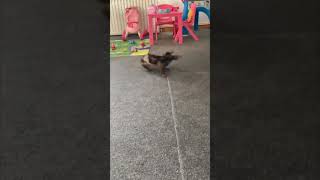 Dachshund Puppy Chases Tail in Playful Spin