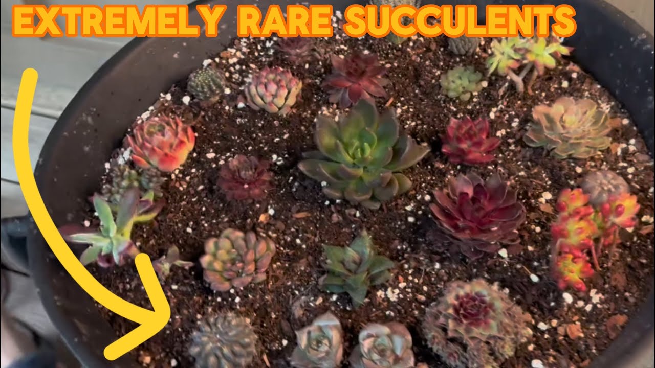 How to Make a Gothic Cauldron Succulents Display