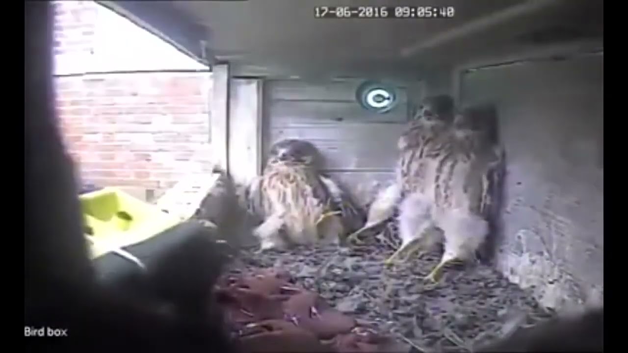 Feeding the birds but SFX's are from Half-Life (now with screams!)