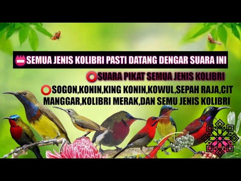 Suara pikat sogon,konin,kowul,king konin,pijantung pisang,sepah raja...